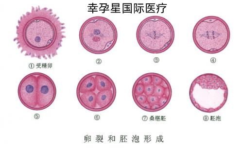 胚胎的形成创生医联